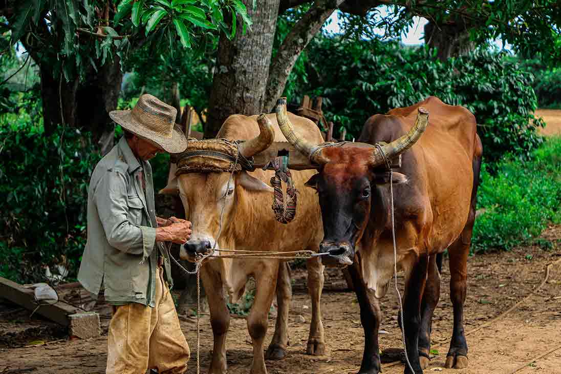 Shop,People, The Cuban Farmer